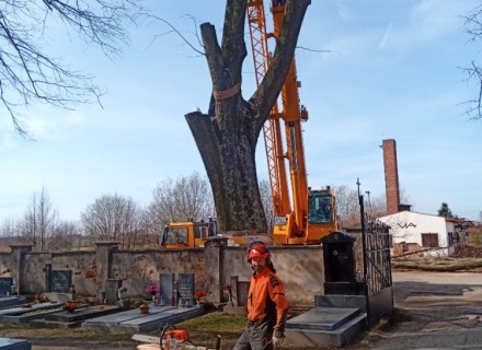 havarijní a rizikové kácení Stanislav Kamarád