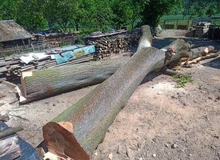 havarijní a rizikové kácení Stanislav Kamarád