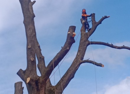 havarijní a rizikové kácení Stanislav Kamarád