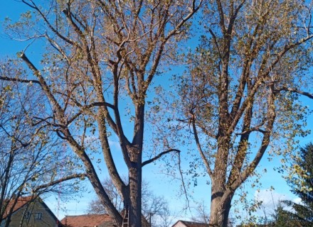 havarijní a rizikové kácení Stanislav Kamarád