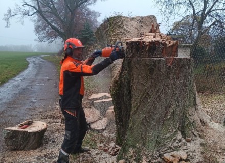 havarijní a rizikové kácení Stanislav Kamarád