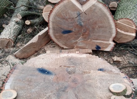 havarijní a rizikové kácení Stanislav Kamarád