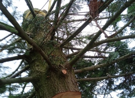 havarijní a rizikové kácení Stanislav Kamarád